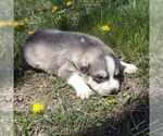 Small Photo #3 Siberian Husky Puppy For Sale in AINSWORTH, NE, USA