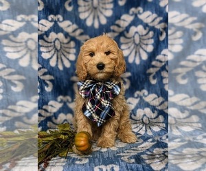 Goldendoodle (Miniature) Puppy for sale in GLEN ROCK, PA, USA