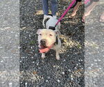 Small #7 American Pit Bull Terrier