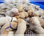Small Photo #6 Labrador Retriever Puppy For Sale in GALENA, MD, USA