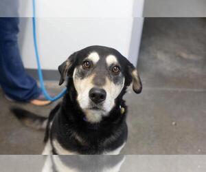 Siberian Husky-Unknown Mix Dogs for adoption in Mountain Home, AR, USA