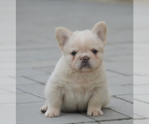 French Bulldog Puppy for sale in Celldomolk, Vas, Hungary