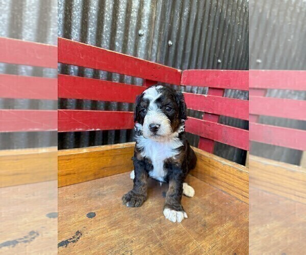 Medium Photo #2 Miniature Bernedoodle Puppy For Sale in DENVER, PA, USA