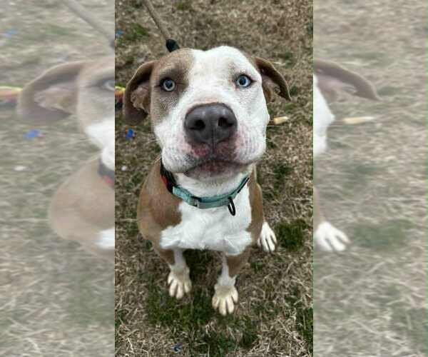 Medium Photo #1 Mutt Puppy For Sale in Evansville, IN, USA