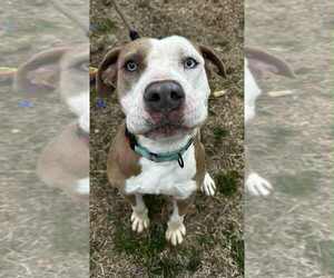 Mutt Dogs for adoption in Evansville, IN, USA