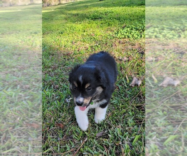 Full screen Photo #7 Miniature Australian Shepherd Puppy For Sale in MIDDLEBURG, FL, USA