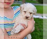 Small #3 Bernedoodle (Miniature)