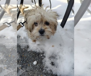 Shorkiepoo Puppy for sale in SAINT LOUIS, MO, USA