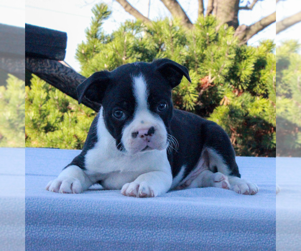 Medium Photo #4 Boston Terrier Puppy For Sale in GAP, PA, USA