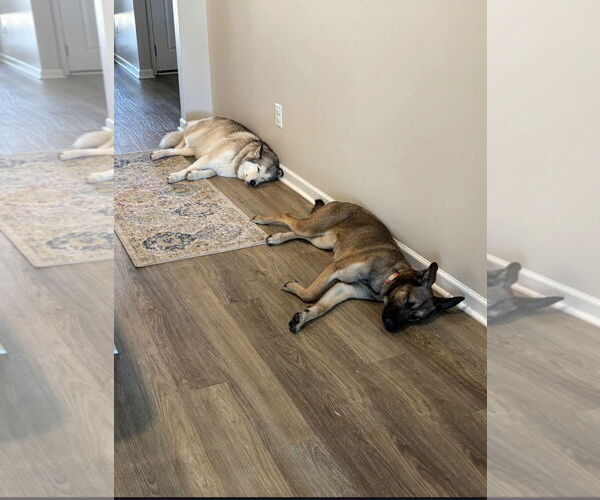 Medium Photo #4 Gerberian Shepsky Puppy For Sale in La Grange , NC, USA