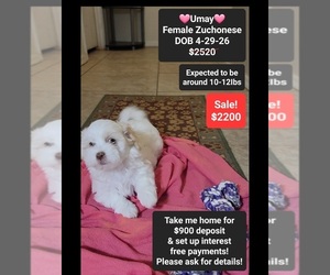 Havanese-Zuchon Mix Puppy for sale in TUCSON, AZ, USA