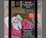 Small Photo #1 Havanese-Zuchon Mix Puppy For Sale in TUCSON, AZ, USA
