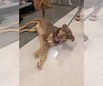 Small #3 Australian Kelpie Mix