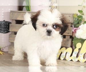 Shih Tzu Puppy for sale in MOUNT VERNON, OH, USA