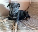 Small Photo #43 German Shepherd Dog Puppy For Sale in UNIVERSITY PL, WA, USA