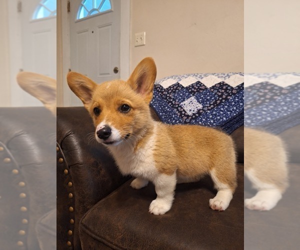 Medium Photo #3 Pembroke Welsh Corgi Puppy For Sale in SHILOH, OH, USA