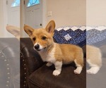 Small #2 Pembroke Welsh Corgi