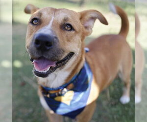 American Bulldog-Dachshund Mix Dogs for adoption in San Antonio, TX, USA