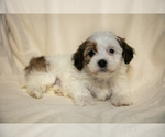 Small Photo #1 Poovanese Puppy For Sale in GORDONVILLE, PA, USA