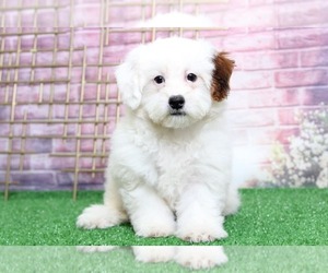 Lhasa-Poo Puppy for sale in BEL AIR, MD, USA