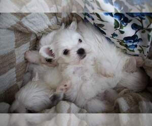 Maltese Puppy for sale in BRANSON, MO, USA