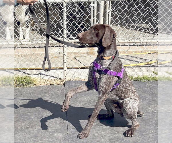 Medium Photo #3 German Shorthaired Pointer Puppy For Sale in Menlo Park, CA, USA
