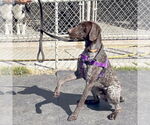 Small #2 German Shorthaired Pointer