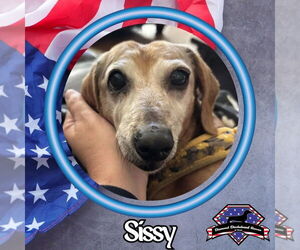 Dachshund Dogs for adoption in San Antonio, TX, USA
