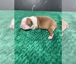 Small #5 Boston Terrier
