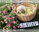 Small Photo #9 Golden Retriever Puppy For Sale in CYPRESS, TX, USA