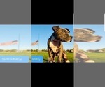 Small Photo #13 American Pit Bull Terrier Puppy For Sale in ABERDEEN, SD, USA