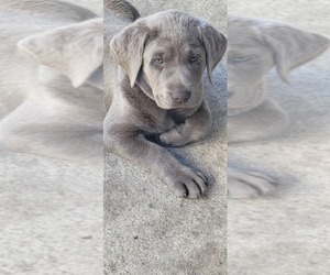 Labrador Retriever Puppy for sale in INTERLACHEN, FL, USA