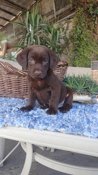 Medium Photo #1 Labrador Retriever Puppy For Sale in FRESNO, CA, USA