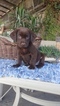 Small Photo #1 Labrador Retriever Puppy For Sale in FRESNO, CA, USA