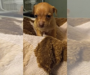 Chihuahua Puppy for sale in COLUMBUS, OH, USA
