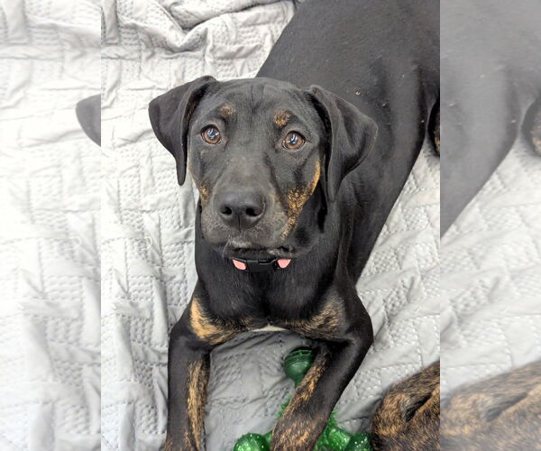 Medium Photo #2 Labrador Retriever-Unknown Mix Puppy For Sale in Milner, GA, USA