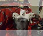 Small Photo #2 Miniature American Eskimo Puppy For Sale in SALEM, OR, USA