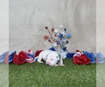 Puppy Mochi Dalmatian