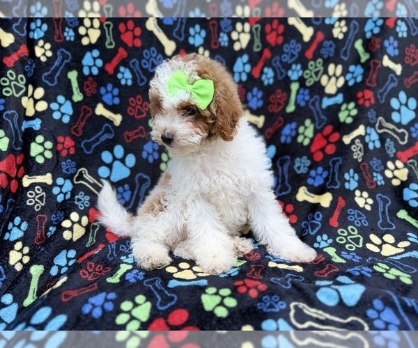 Medium Photo #7 Poodle (Miniature) Puppy For Sale in LAKELAND, FL, USA