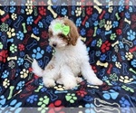 Small #6 Poodle (Miniature)
