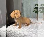 Small #5 Dachshund