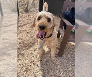 Poodle (Standard) Dogs for adoption in Brighton, CO, USA