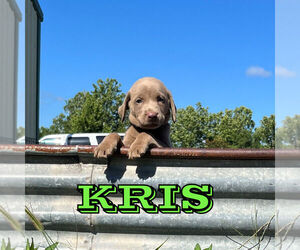 Labrador Retriever Puppy for sale in MARSHFIELD, MO, USA