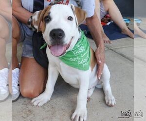 TJ - Male Lab-Pointer Dog for Adoption - Photo #5