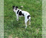 Small #3 Rat Terrier