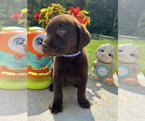 Labrador Retriever Puppy for Sale in NEOLA, West Virginia USA