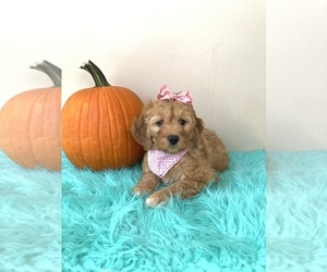Goldendoodle (Miniature) Puppy for sale in ORLANDO, FL, USA