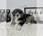Small #3 Bernedoodle (Miniature)