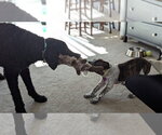 Small #2 Staffordshire Bull Terrier Mix
