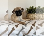 Small #5 Pug